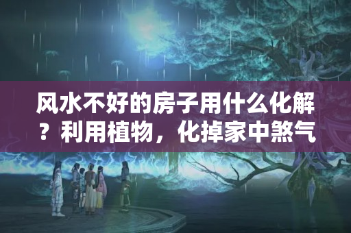 风水不好的房子用什么化解？利用植物，化掉家中煞气，可谓是一举两得