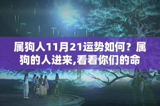 属狗人11月21运势如何？属狗的人进来,看看你们的命运!