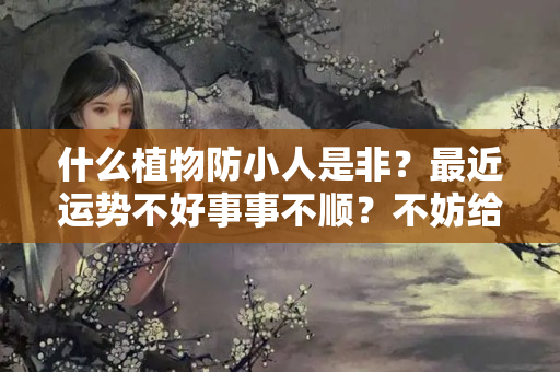 什么植物防小人是非？最近运势不好事事不顺？不妨给花盆挪儿个地