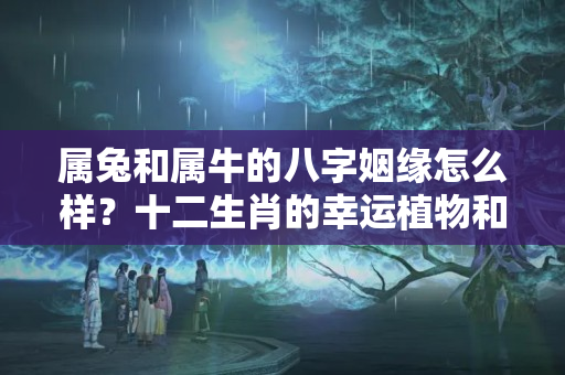 属兔和属牛的八字姻缘怎么样？十二生肖的幸运植物和幸运花是什么