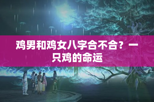 鸡男和鸡女八字合不合？一只鸡的命运