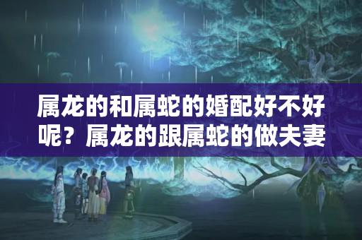 属龙的和属蛇的婚配好不好呢？属龙的跟属蛇的做夫妻好不好