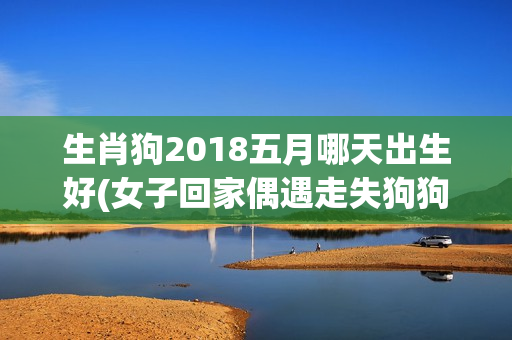 生肖狗2018五月哪天出生好(女子回家偶遇走失狗狗)