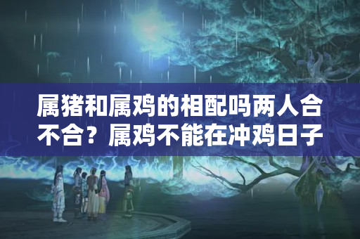 属猪和属鸡的相配吗两人合不合？属鸡不能在冲鸡日子结婚吗