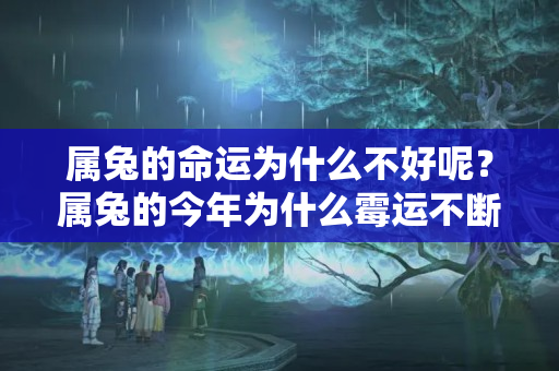 属兔的命运为什么不好呢？属兔的今年为什么霉运不断