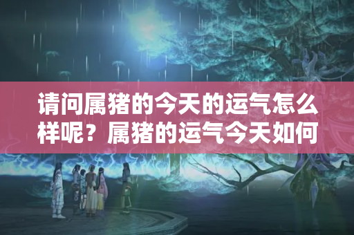 请问属猪的今天的运气怎么样呢？属猪的运气今天如何